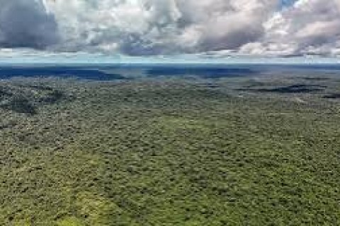MapBiomas: Amazônia registra menor nível de desmatamento em 41 anos